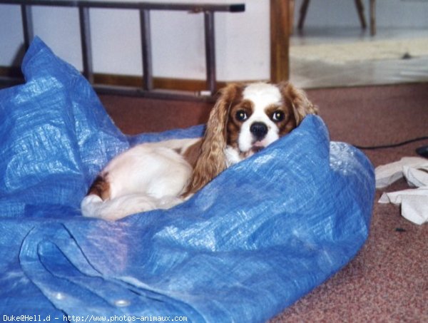 Photo de Cavalier king charles spaniel