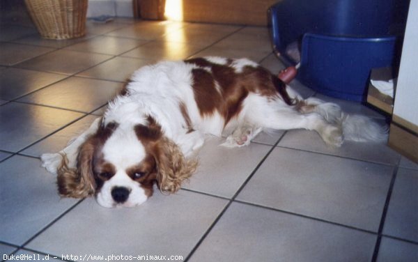 Photo de Cavalier king charles spaniel