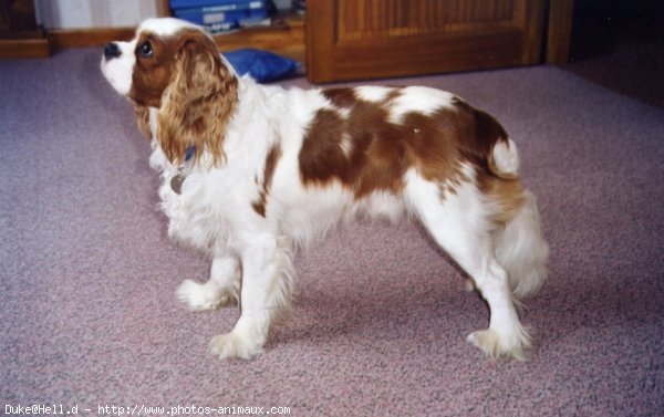 Photo de Cavalier king charles spaniel