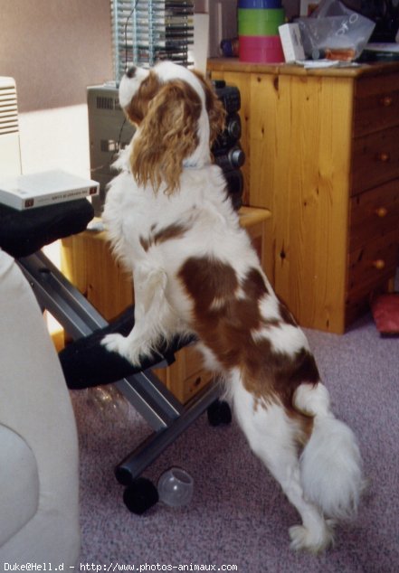 Photo de Cavalier king charles spaniel