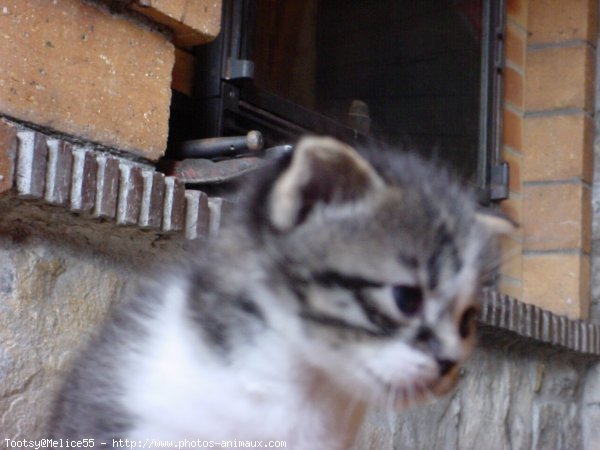 Photo de Chat domestique