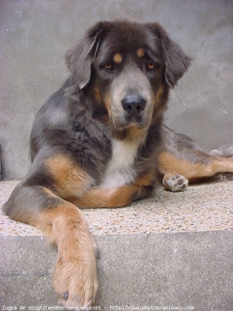 Photo de Dogue du tibet