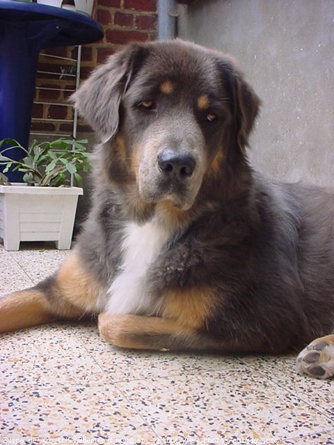 Photo de Dogue du tibet