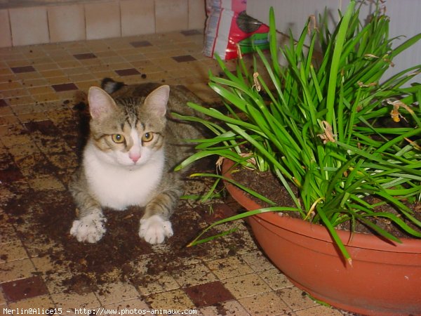 Photo de Chat domestique