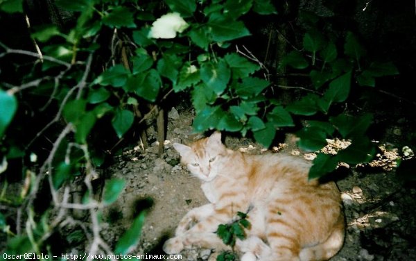 Photo de Chat domestique