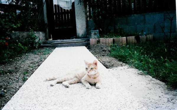 Photo de Chat domestique