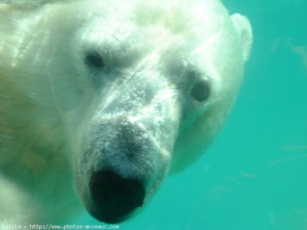 Photo d'Ours