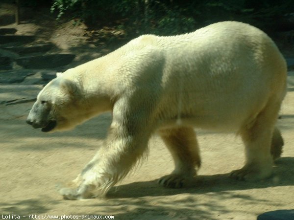 Photo d'Ours