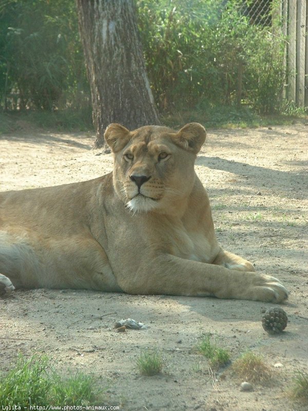 Photo de Lion