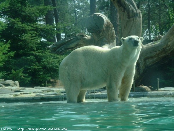 Photo d'Ours