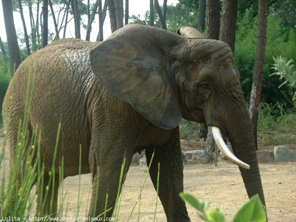 Photo d'Elphant d'afrique