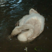 Photo de Cygne