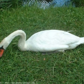 Photo de Cygne