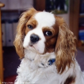 Photo de Cavalier king charles spaniel