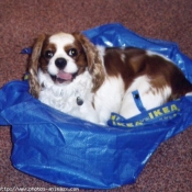 Photo de Cavalier king charles spaniel