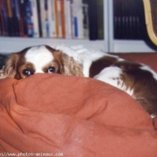 Photo de Cavalier king charles spaniel