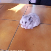 Photo de Hamster