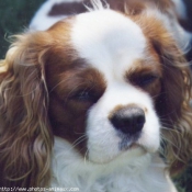 Photo de Cavalier king charles spaniel