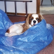 Photo de Cavalier king charles spaniel