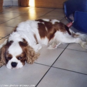 Photo de Cavalier king charles spaniel