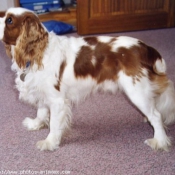 Photo de Cavalier king charles spaniel