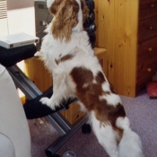 Photo de Cavalier king charles spaniel