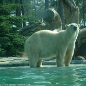 Photo d'Ours