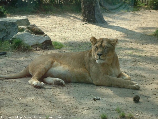 Photo de Lion