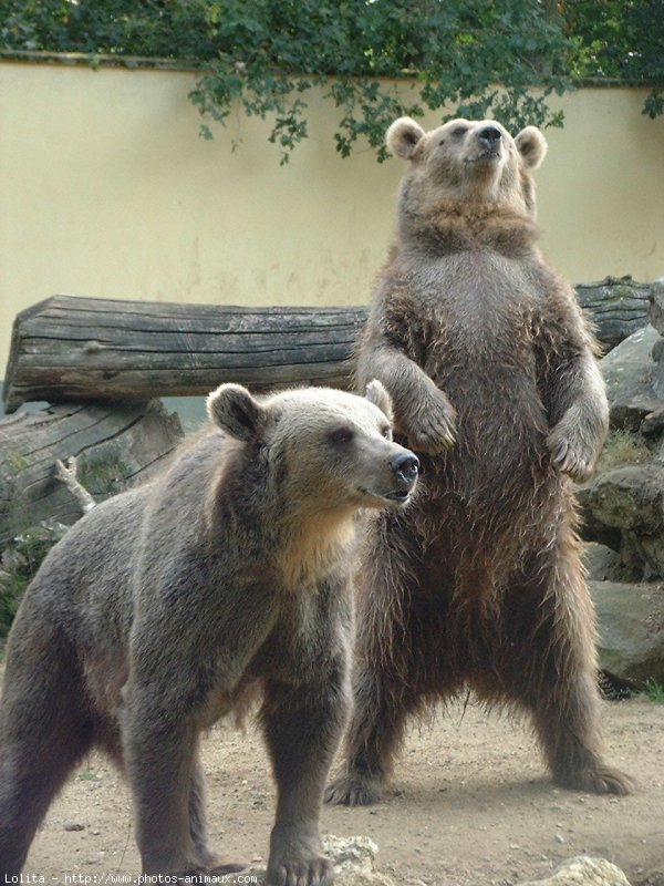 Photo d'Ours