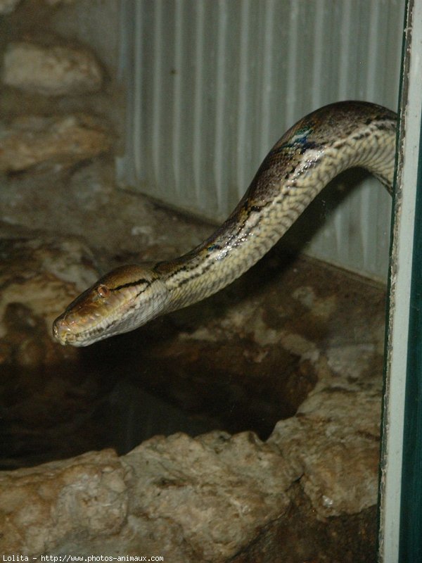 Photo de Serpent