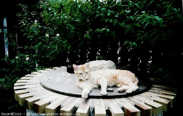 Photo de Chat domestique