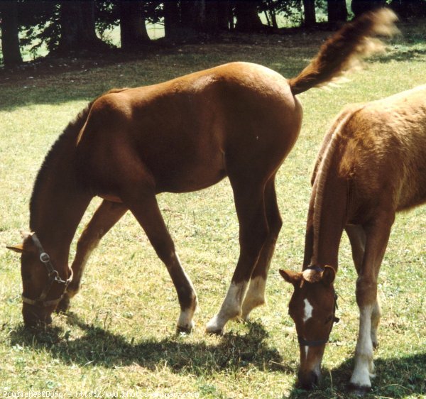 Photo de Races diffrentes