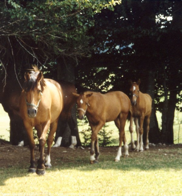 Photo de Races diffrentes