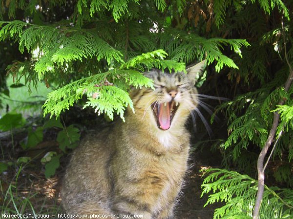 Photo de Chat domestique