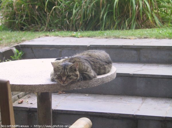 Photo de Chat domestique