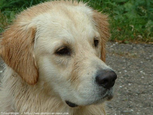 Photo de Golden retriever