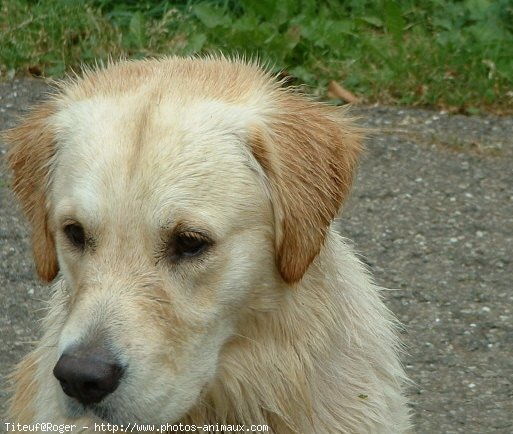 Photo de Golden retriever