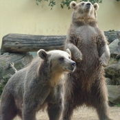 Photo d'Ours