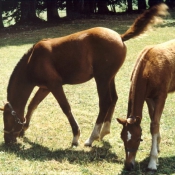 Photo de Races diffrentes