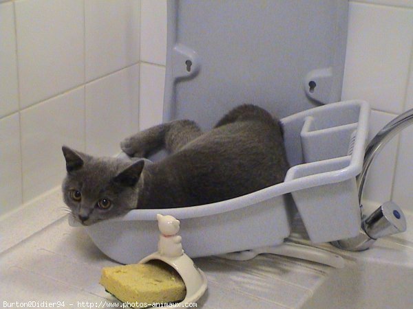 Photo de Chartreux