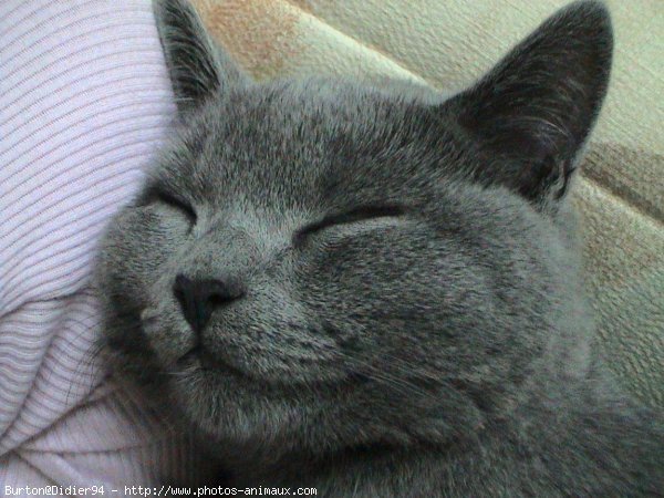 Photo de Chartreux