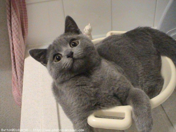 Photo de Chartreux