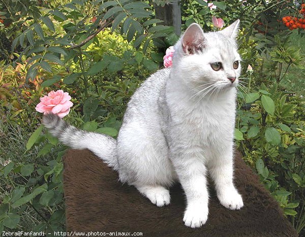 Photo de British shorthair