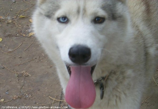 Photo de Husky siberien