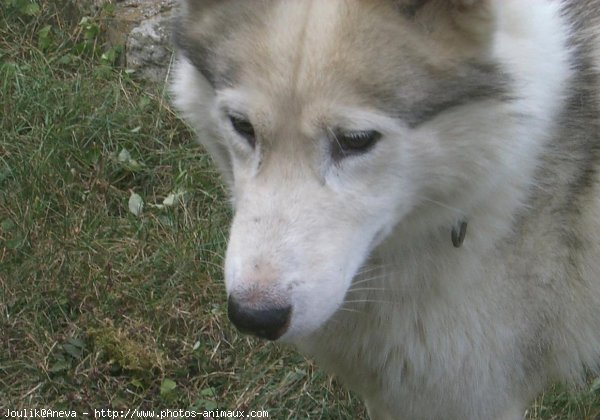 Photo de Husky siberien