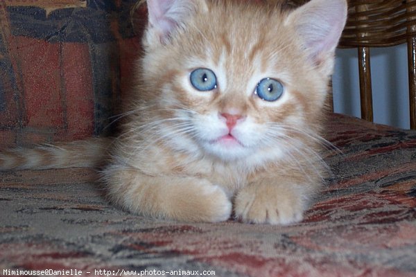 Photo de Chat domestique