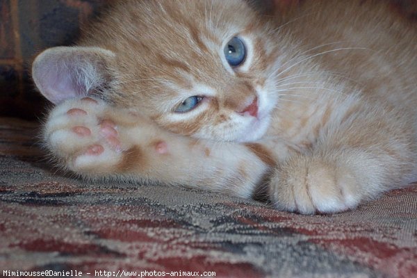 Photo de Chat domestique