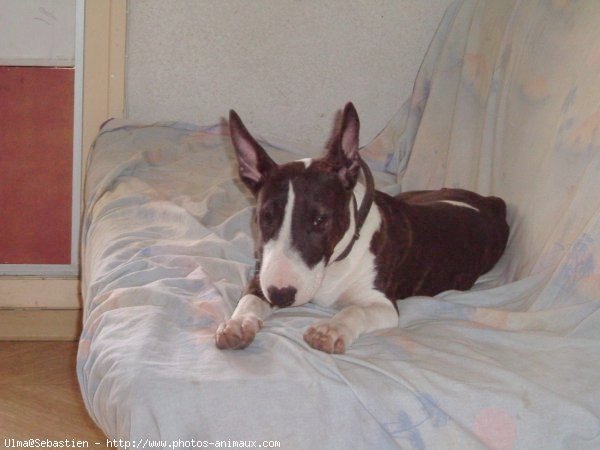 Photo de Bull terrier miniature