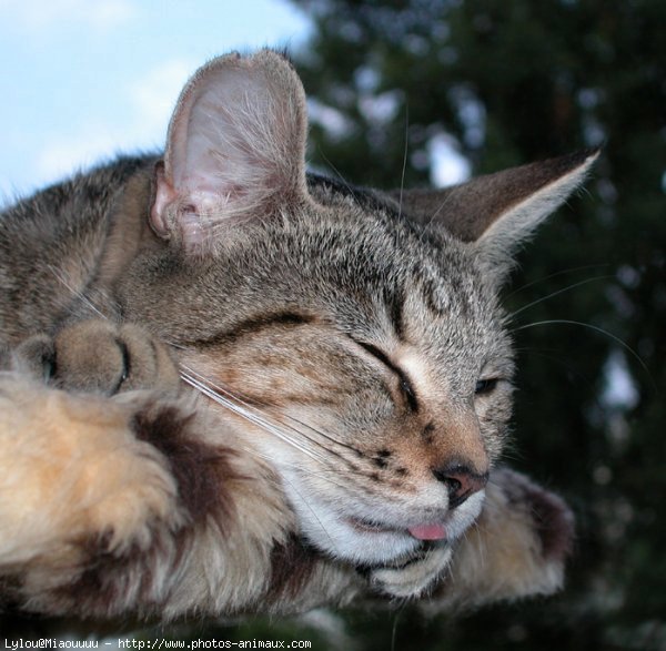 Photo de Chat domestique