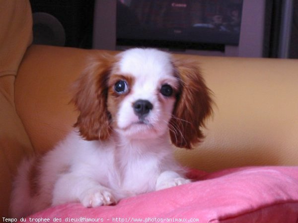 Photo de Cavalier king charles spaniel